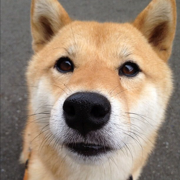 山东小子改写剧本!张镇麟单节21分率队翻盘湖人