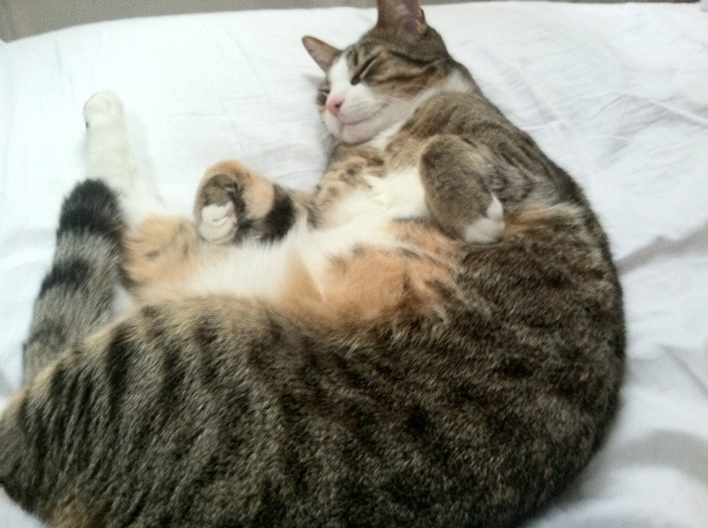 逆袭的烽火与不败的熔炉,当韩国绝地翻盘遇见樊振东状态即正义