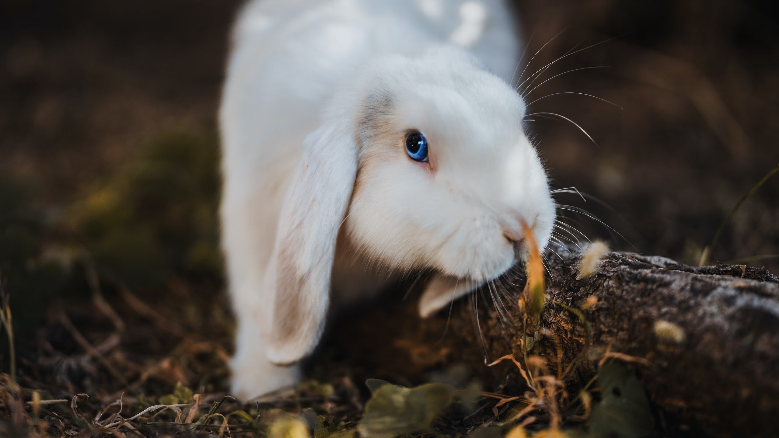 跨界风暴，快船惊天逆转辽宁队，布克意甲焦点战独领风骚