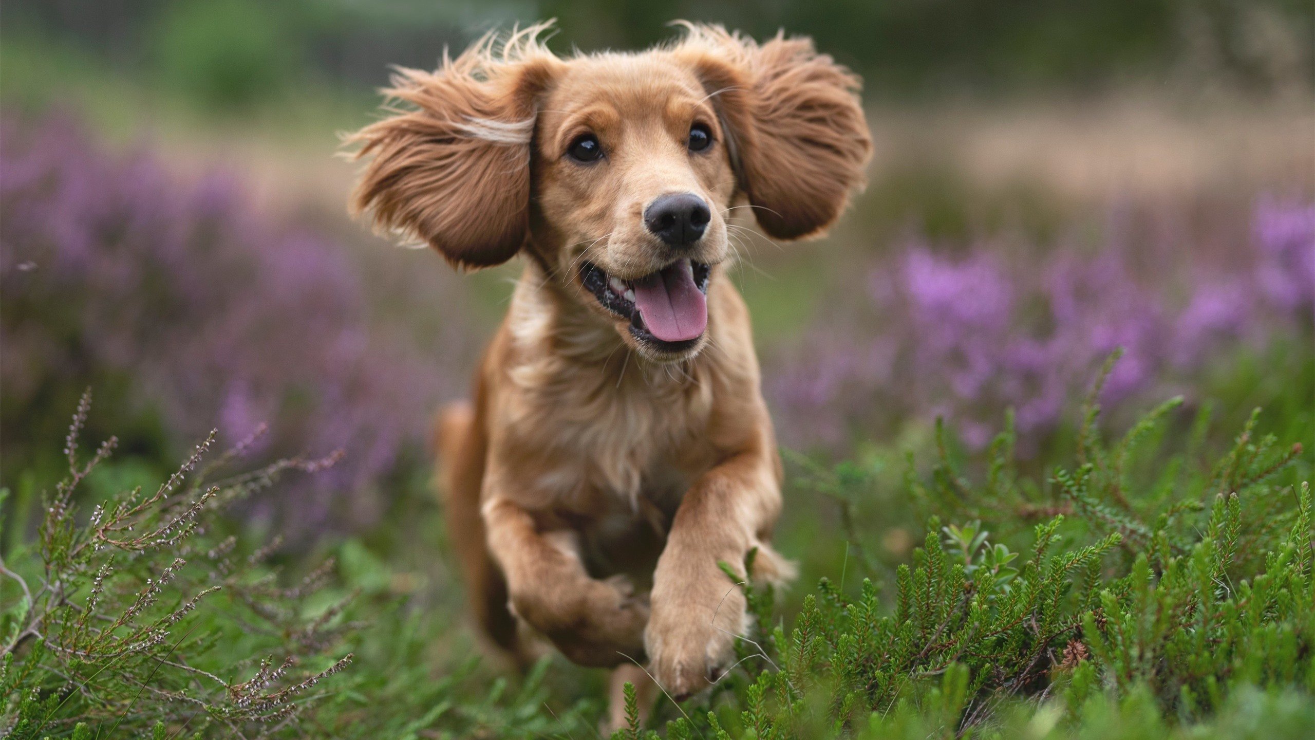 小个子大心脏！广东队爆冷单节击溃爵士，德罗赞关键进球定乾坤