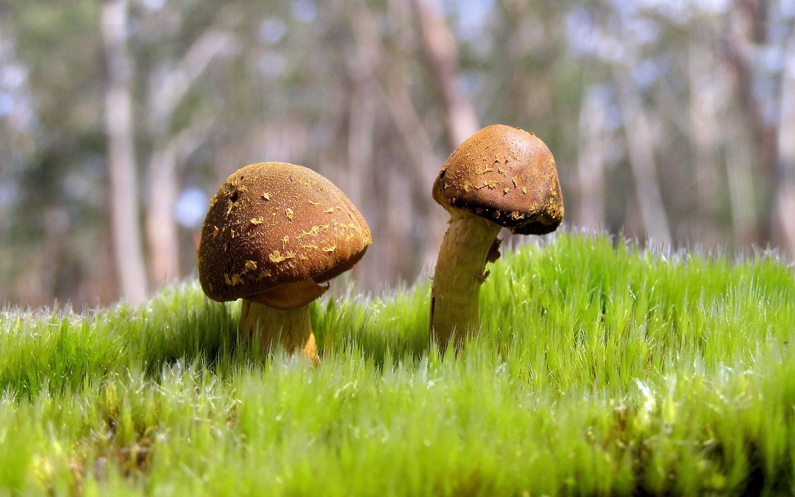 跨界之战，当国王队遇见辽宁队，伦纳德致命一击改写结局