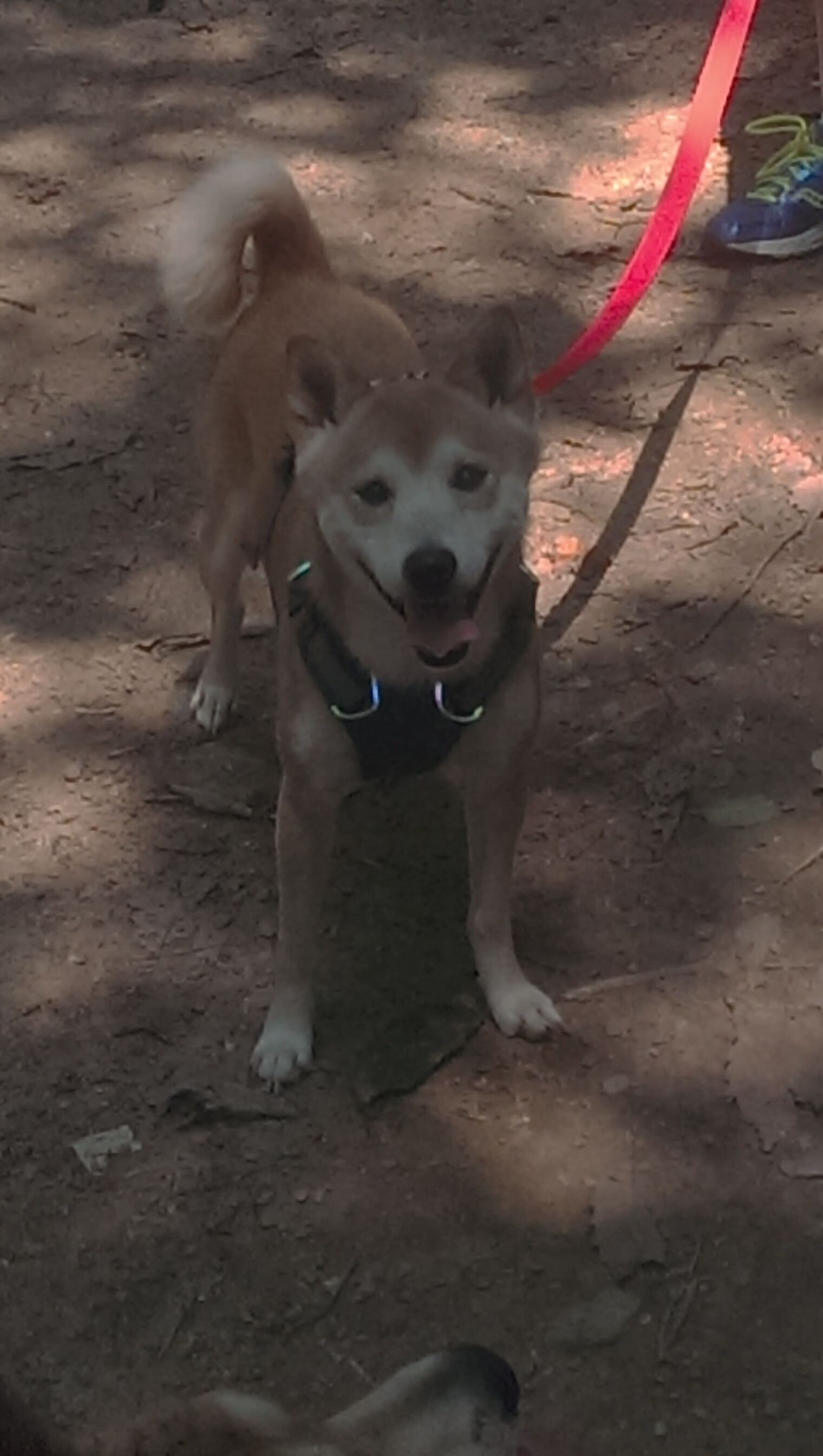 绿茵外交，卡马文加爆发的夜晚，爱尔兰如何终结委内瑞拉