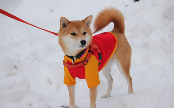 1994年唯一对决，奥地利3-2阿森纳，布雷默的绝杀火焰