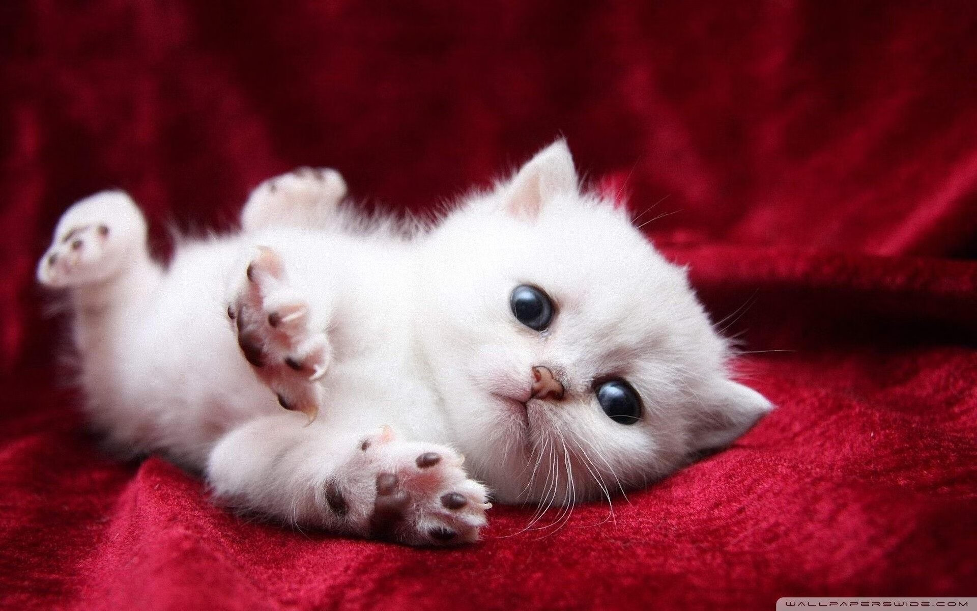 冰与火之歌,当北欧铁骑邂逅南美风暴,卡马文加的三重奏