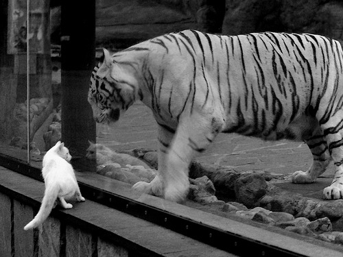 硬仗见真章，浓眉统治攻防，公牛力克上海显冠军底色