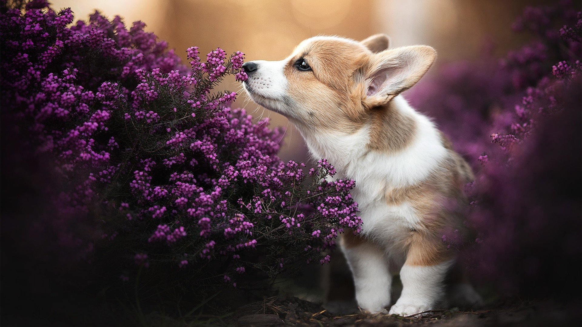暴雨中的红色闪电,拉什福德狂暴输出导演史诗逆转,威尔士铁骑踏碎佛罗伦萨蔷薇