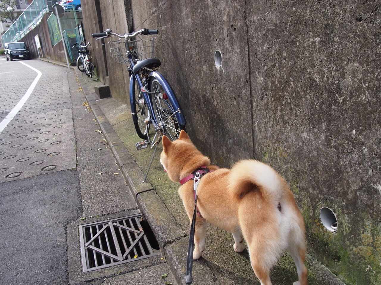 戈贝尔关键制胜绝杀,这是绝无仅有的血战