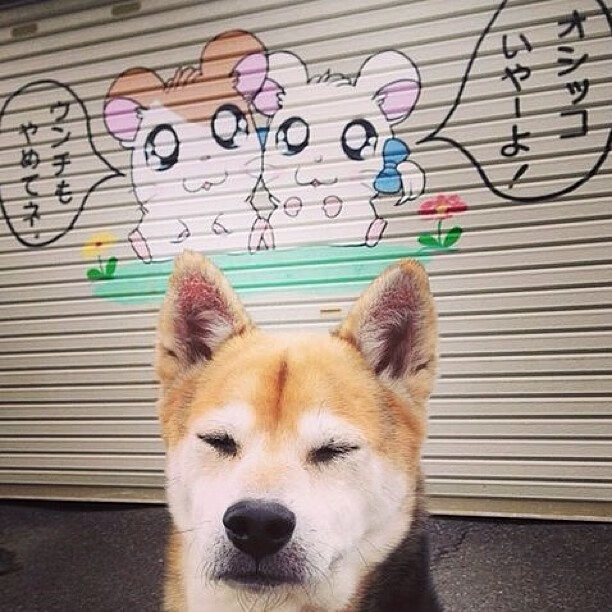 巨人踏破北境丛林！湖人双核碾碎森林狼，杜兰特41+6诠释死神永不停机