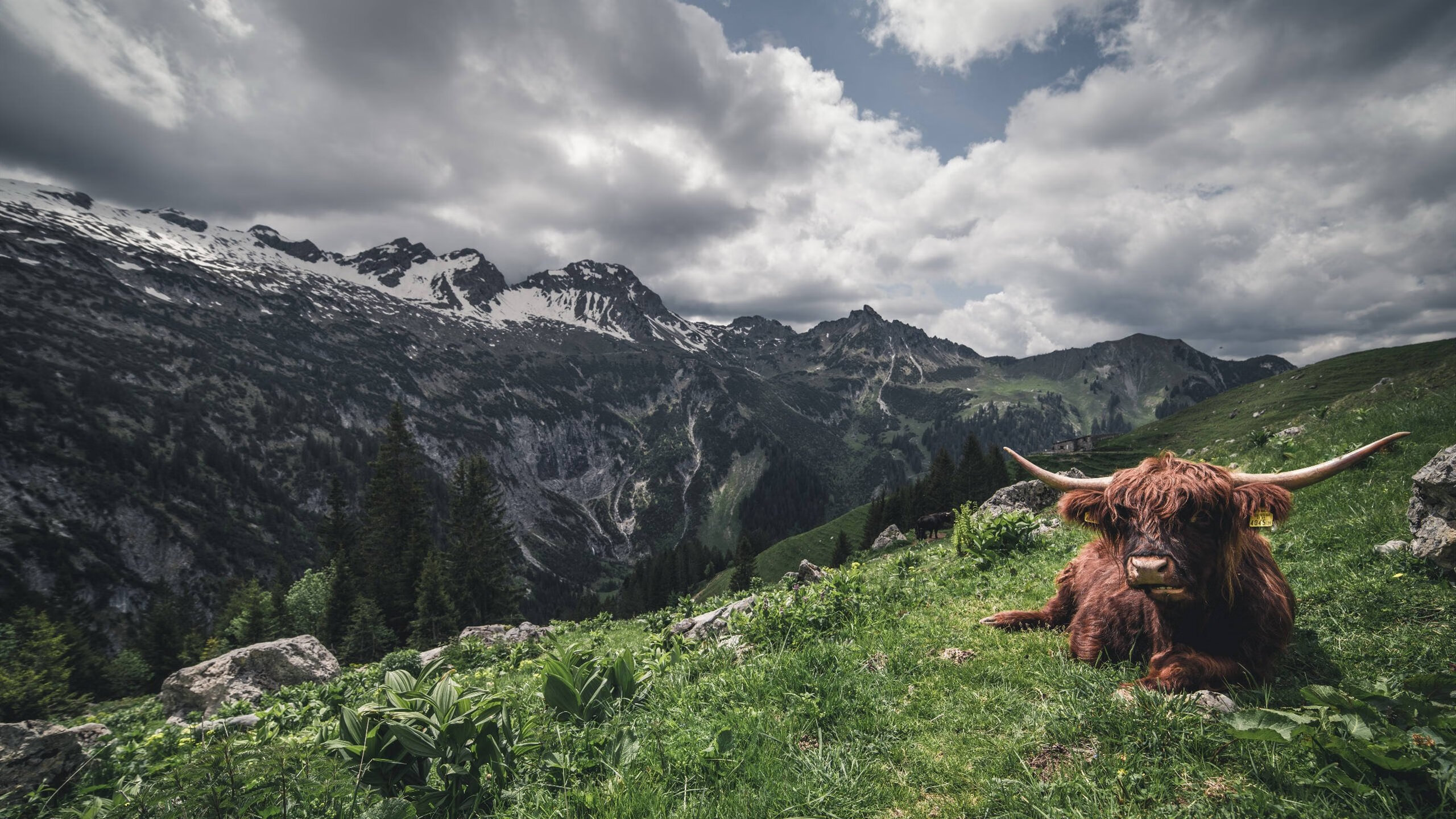 最稳的电缆已接入！卡瓦哈尔稳定输出不掉线，终以闪电连线助西班牙绝杀冰岛