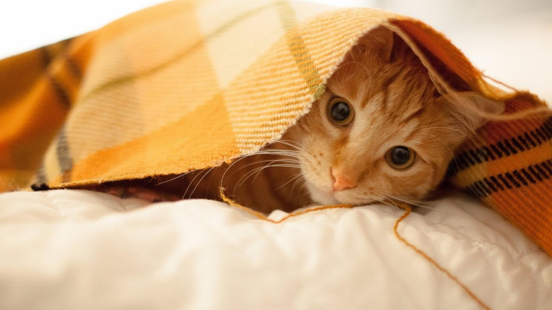 保罗导演闪电战！独行侠三节击溃太阳，末节沦为垃圾时间