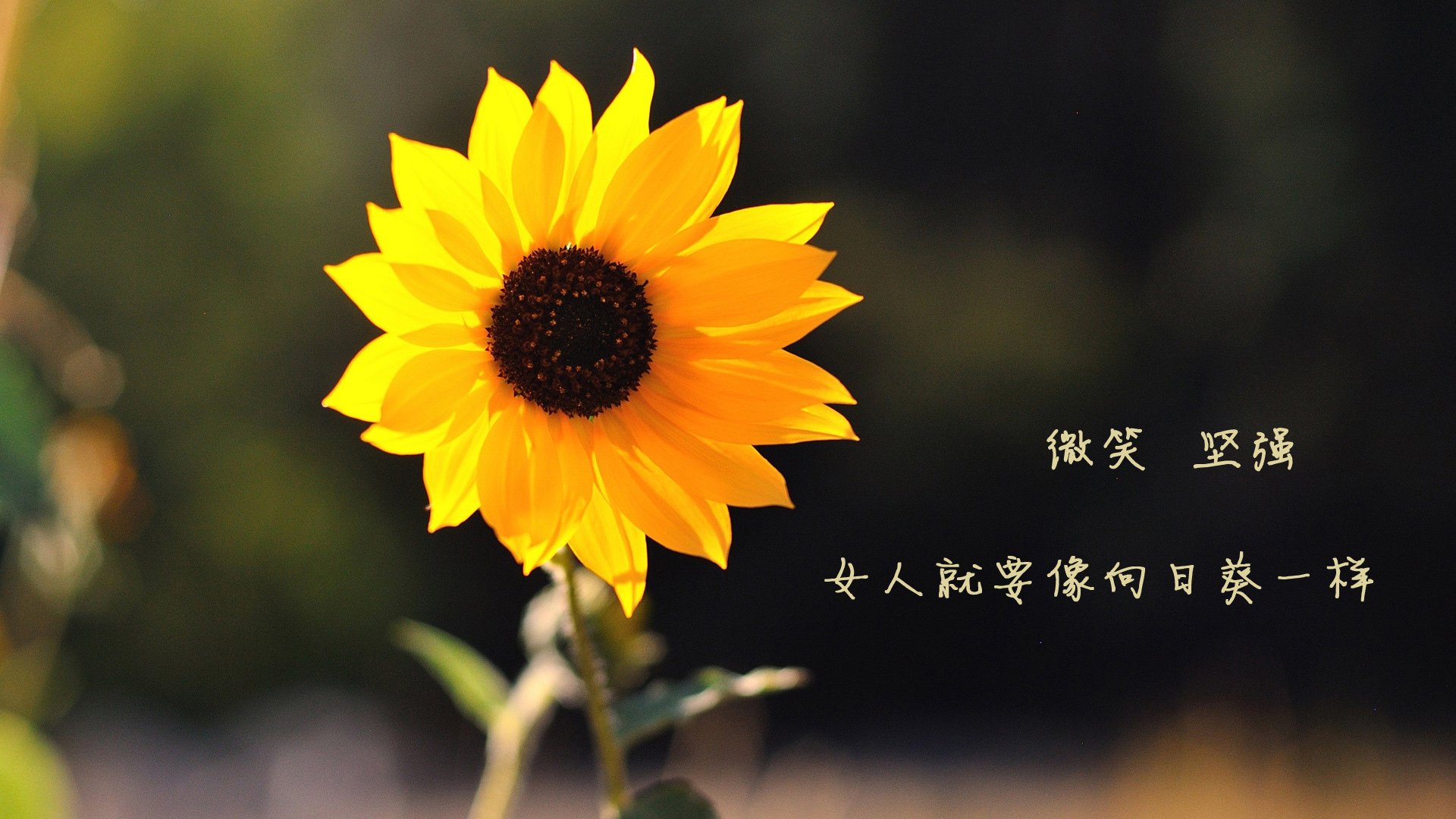 独舞桑巴,2026世界杯H组焦点战,齐耶赫以一人之力定义巴西横扫斯洛伐克的夜晚